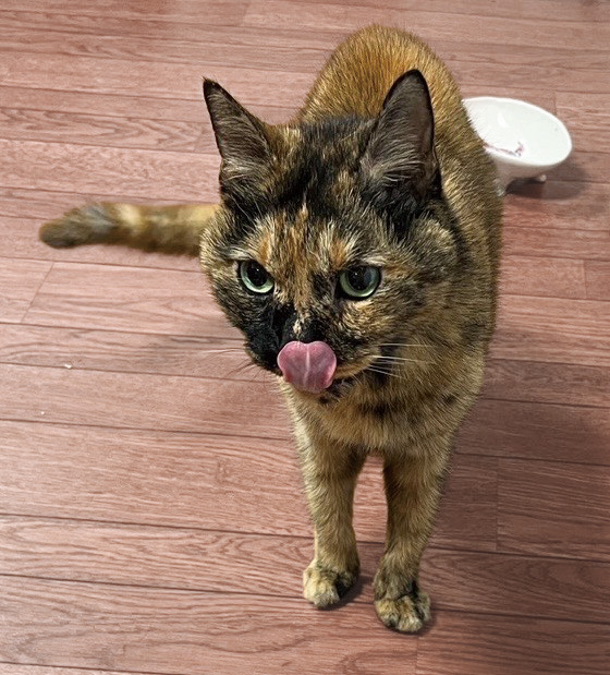 うちのネコは人間だと何歳？「高齢期」に飼い主が注意するべき観察ポイント