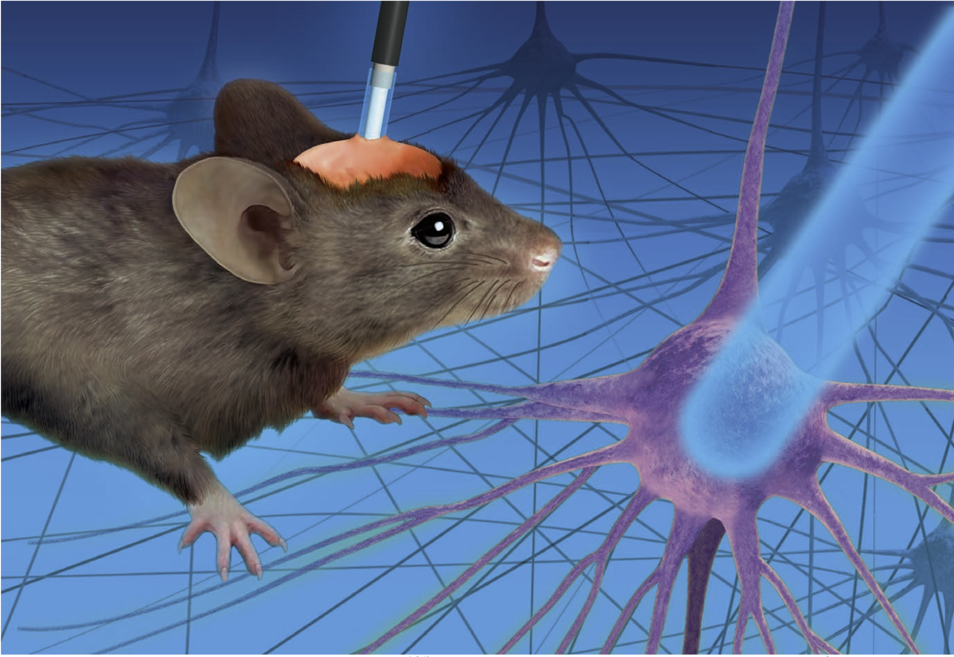 ノーベル生理学・医学賞受賞！ 光で脳を操作する—生物学に革命をおこした「オプトジェネティクス」