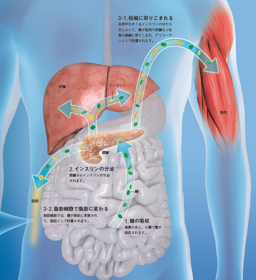 【貯蔵】肥満になるのは，糖や脂肪が身体に過剰にたくわえられるから