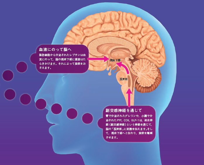 【指令・管理】「食欲」や「満腹感」をコントロールすれば，減量はうまくいく