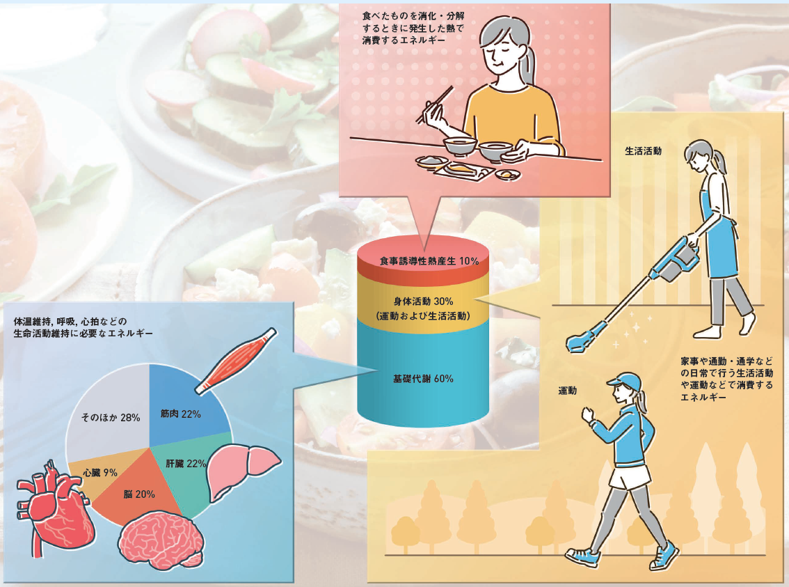 【カロリー制限】「食事の減らしすぎ」は禁物。適切なカロリー量を意識して