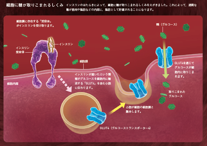 【糖質制限】炭水化物のとりすぎに注意。おすすめは「ゆるやかな糖質制限」
