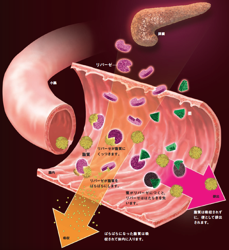 【内臓脂肪減少薬】薬局で買える新しい内臓脂肪減少薬は，脂肪の吸収をおさえて内臓脂肪を減らす