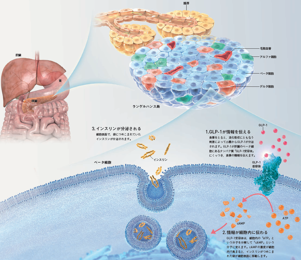 【肥満症治療薬】小腸から出る「GLP-1」は，食欲をおさえることで，体重を減少させる