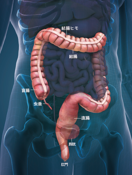 【大腸と肛門】大腸の蛇腹状の形は水分を吸収するため。腸の形の差は体質としてあらわれる