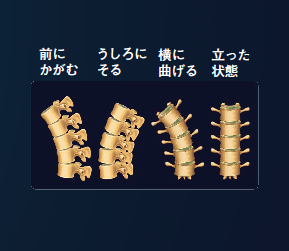 【骨】上半身全体の重さがかかる中，複雑な動きを可能にする「腰椎」