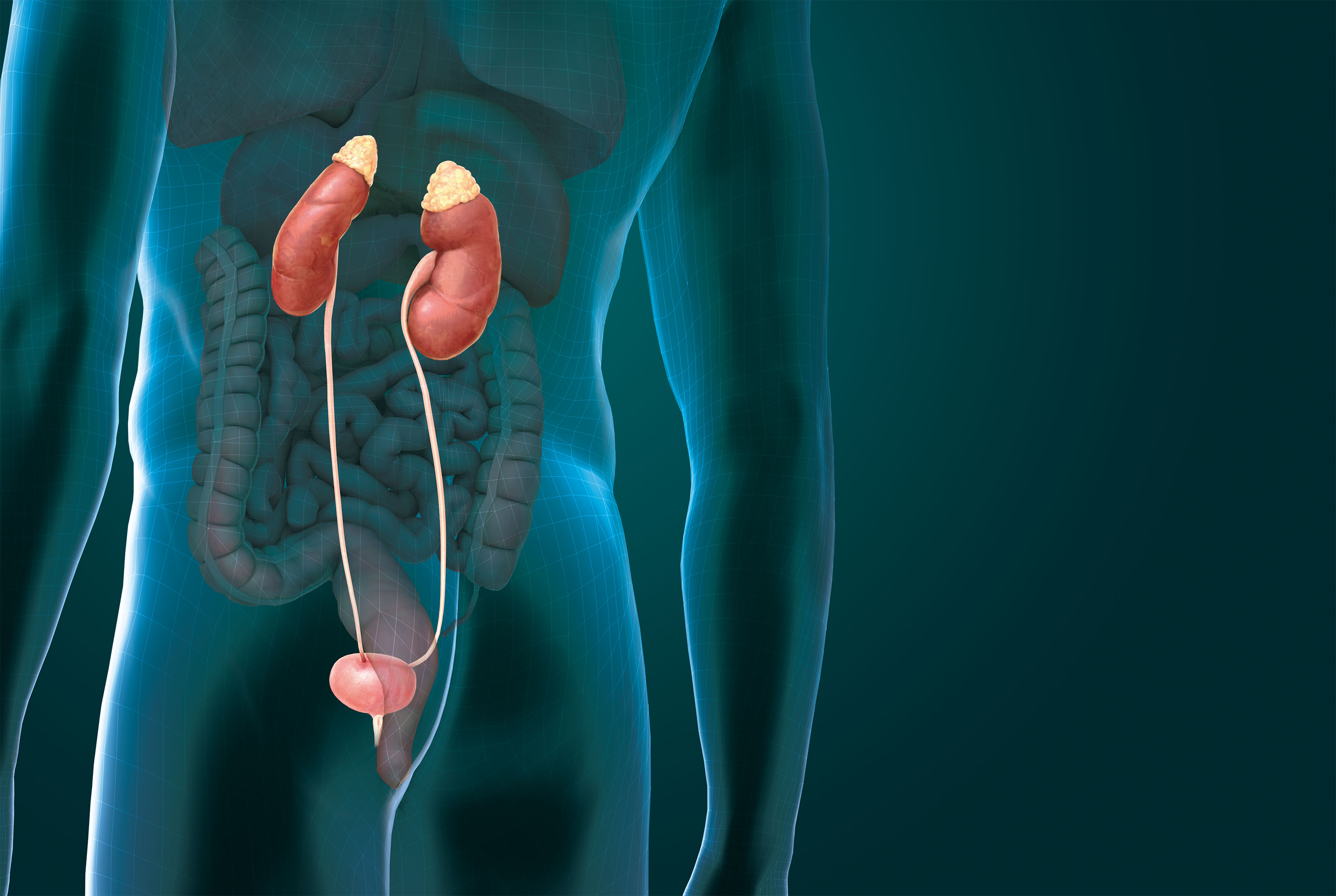 【腎臓･膀胱】 沈黙の臓器「腎臓」は少しの機能低下でも寿命をちぢめてしまう