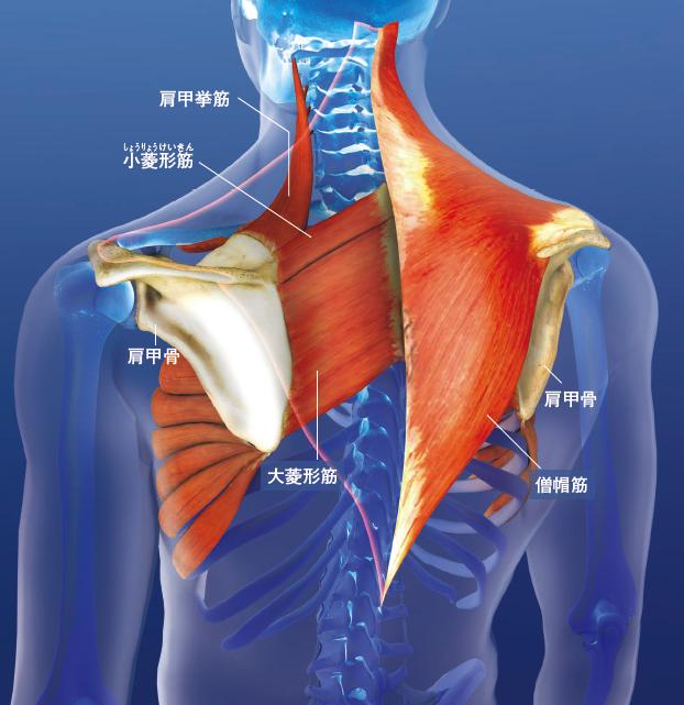 【筋肉】肩甲骨まわりの筋肉は動かしにくい。姿勢の悪さが不調の原因になる