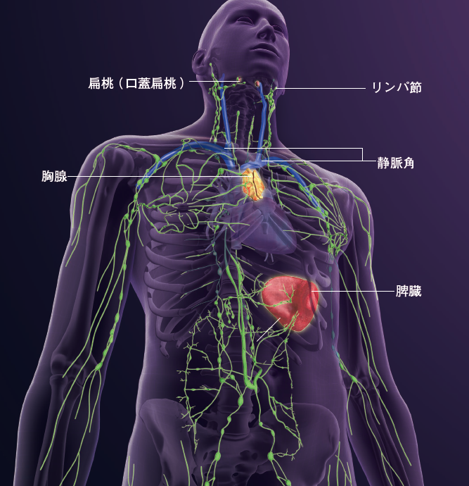 【リンパ】急に走ると左脇腹が痛くなるのは，脾臓がちぢんで血液を押しだすから