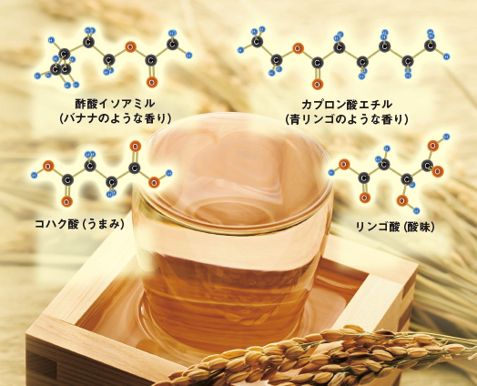【日本酒】うまみ，酸味，香り─複雑な味わいを生みだす日本酒の科学