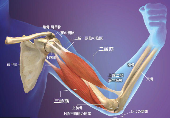 【筋肉の基礎知識】筋肉の多くは，ことなる骨と骨をつなぐように付着している