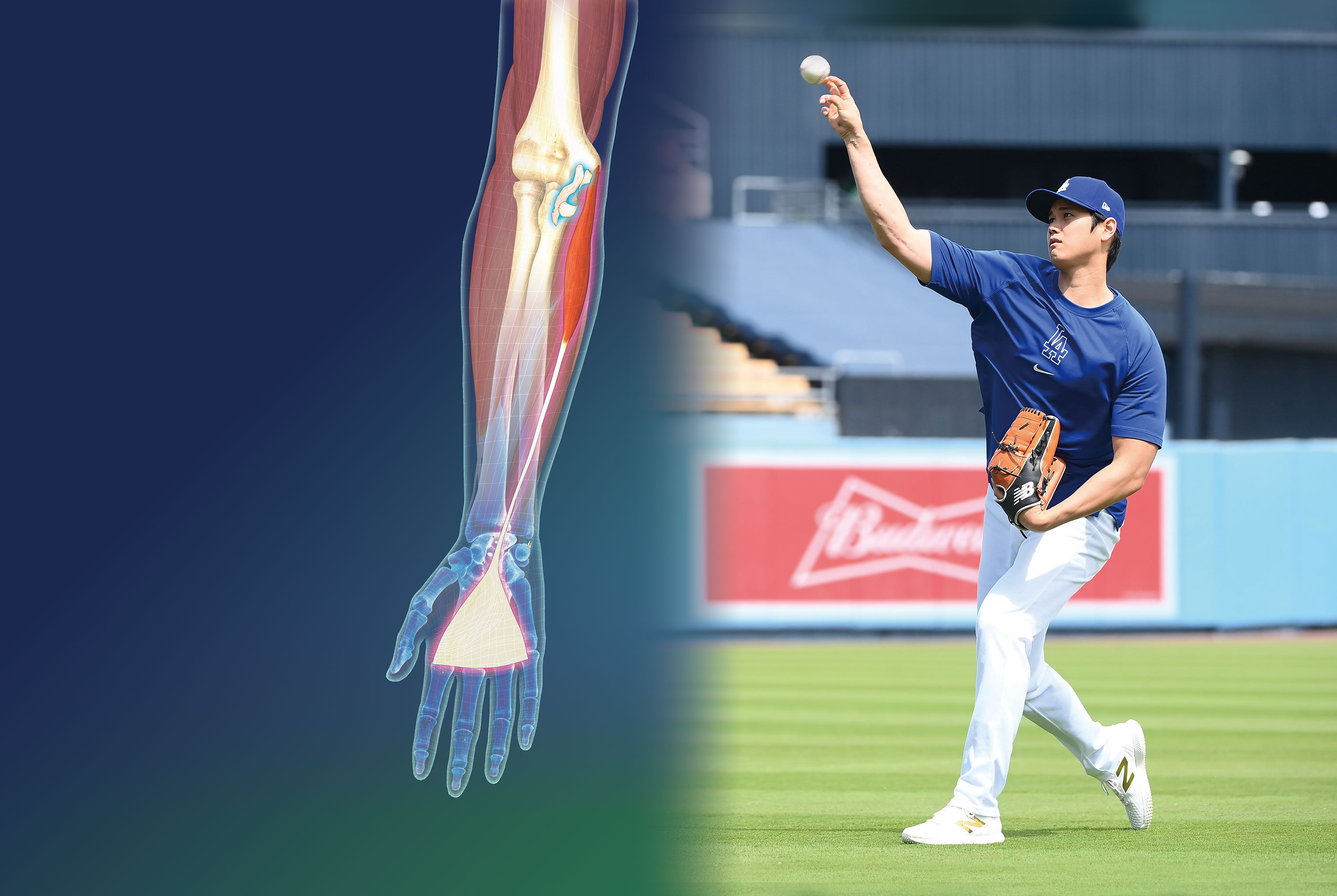 【腕の筋肉】大谷翔平選手のひじにも移植された，筋肉の腱