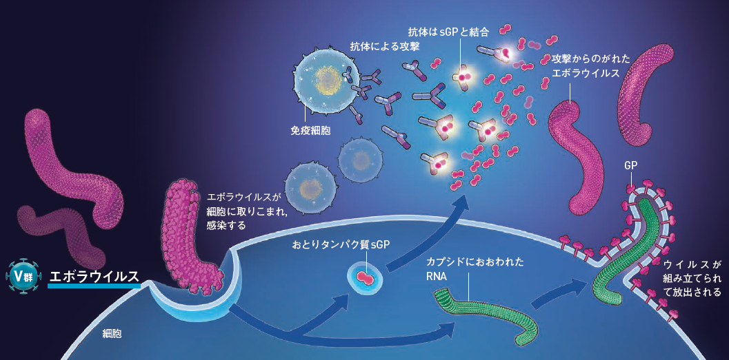 【エボラウイルス】おとりをまいて，宿主からの攻撃をかわすエボラウイルス