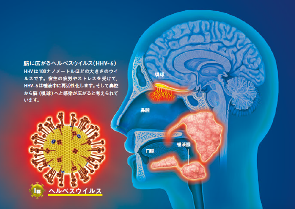 【疲労とウイルス】長くつづく疲労はヘルペスウイルスが原因かもしれない