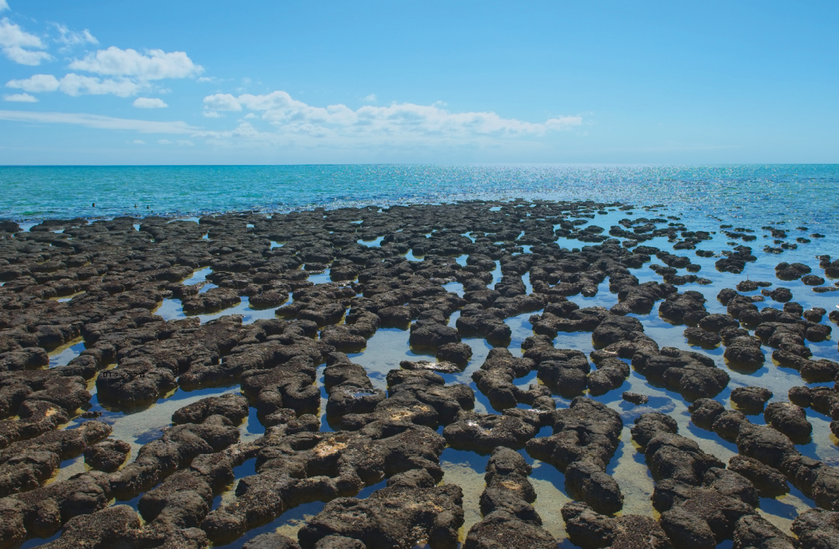 【生物進化とウイルス】太古の地球に酸素がもたらされたのはウイルスのおかげだった