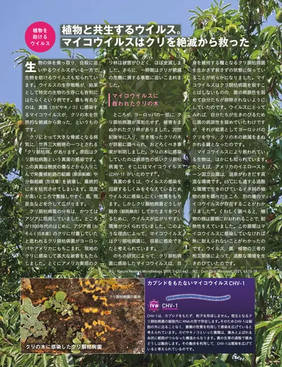 ページ 