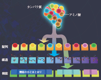 【生成AI】「5億年の進化」をシミュレーションした生成AIが人工タンパク質を合成した