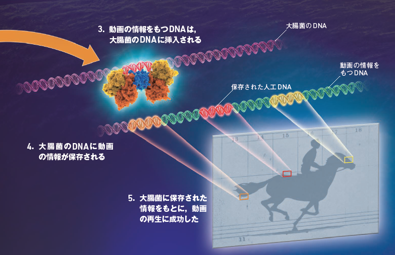 【分子メモリ】DNAに情報を保存する「分子メモリ」は細胞に新機能を搭載できる可能性がある