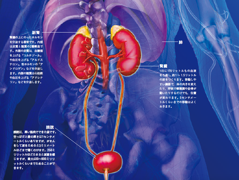 【腎臓】高血圧症は，腎臓の血管をこわす。精巧な腎臓は再生することがむずかしい