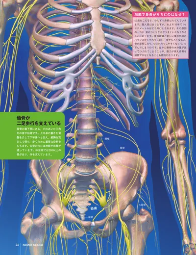 ページ 