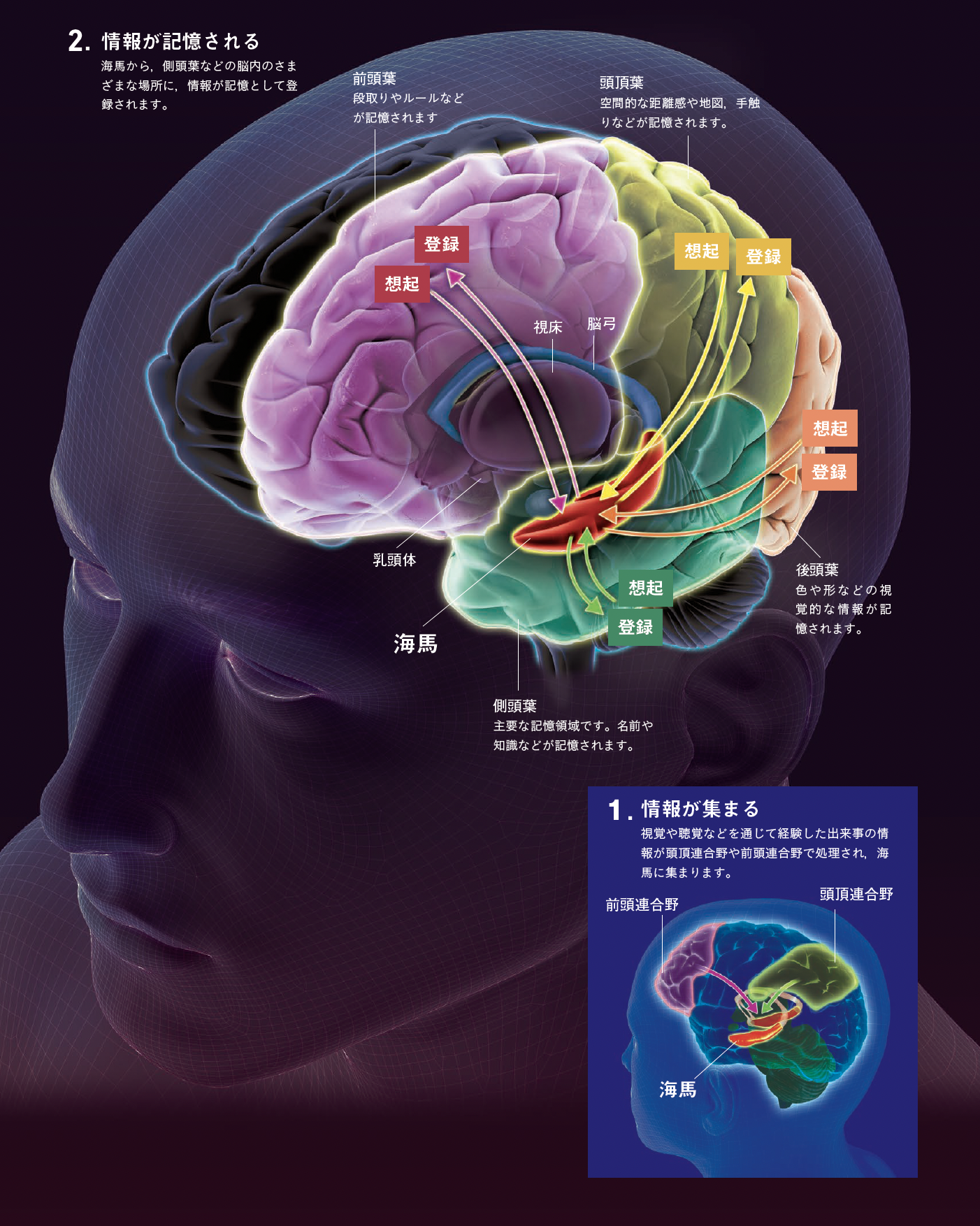 【もの忘れ】少し前の出来事が思いだせないのは記憶の「登録」に問題が生じている