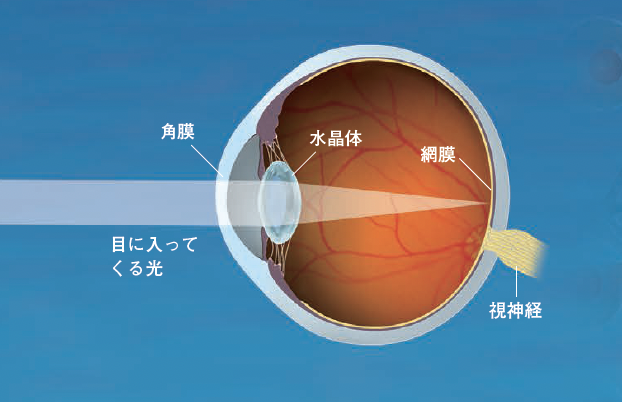 【色を感じるセンサー】ヒトは3種類の錐体を使うことで多彩な色を感じている
