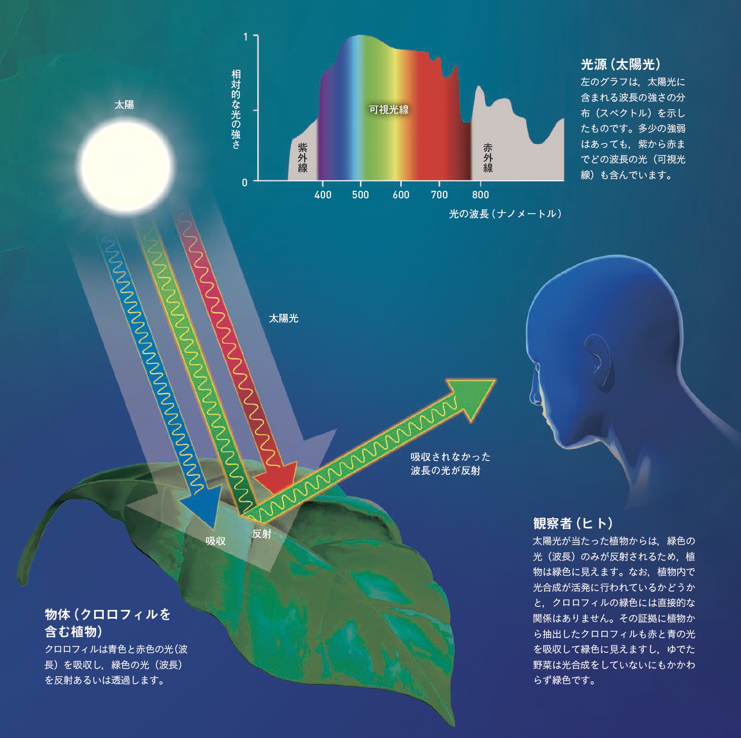 【自然界の色彩①】植物が緑色をしているのは植物にとって緑色の光が不要だから