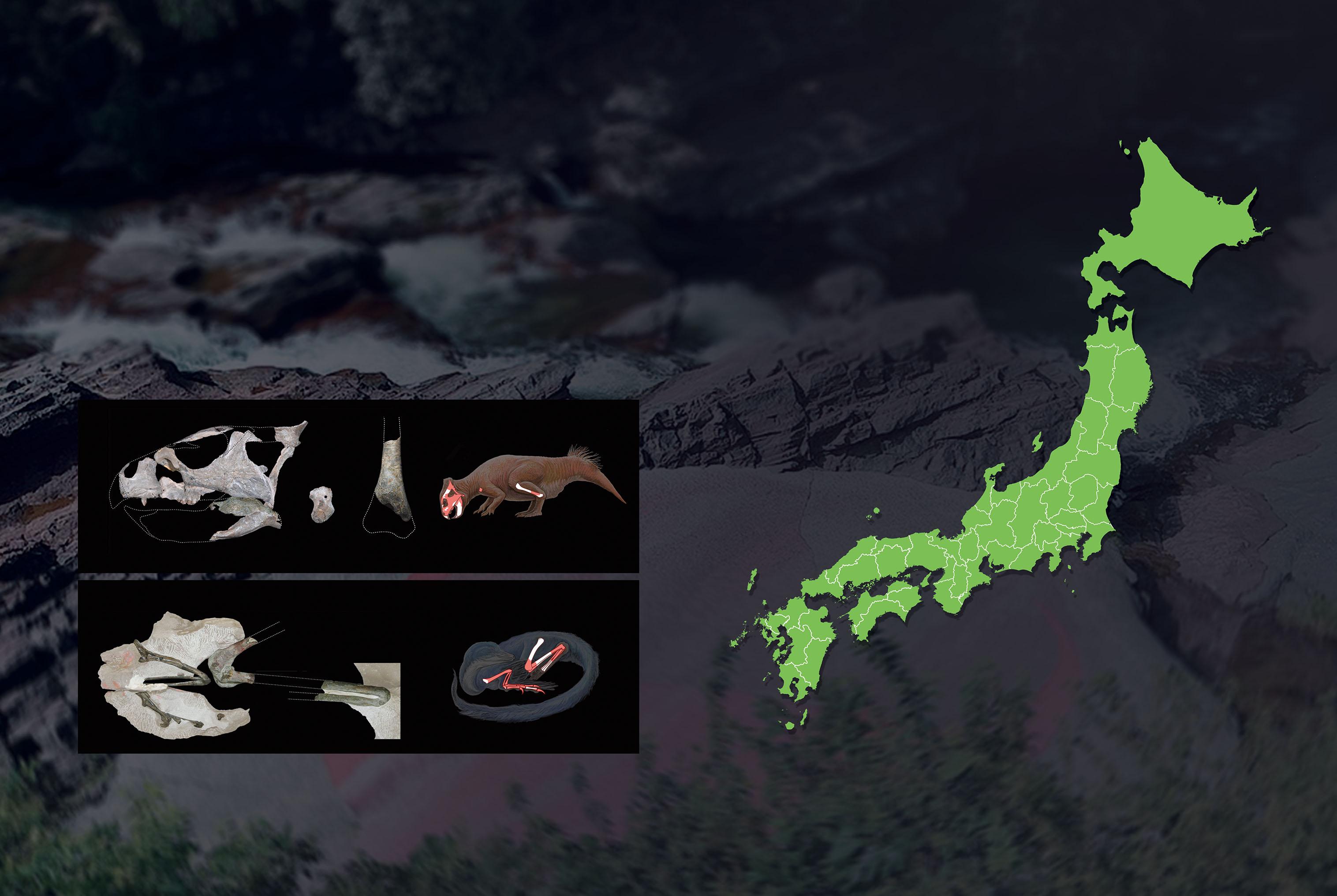 【日本の恐竜】角竜類はアジアから北アメリカに渡った─恐竜進化の鍵を握る日本の化石産地