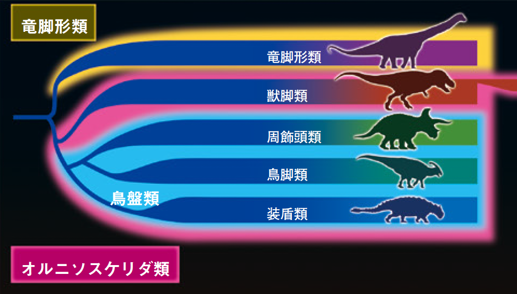 【恐竜の分類】全恐竜の分類が一新?　竜盤類と鳥盤類に分ける定説がくつがえる可能性