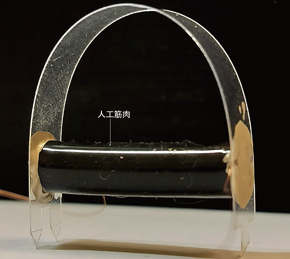 FOCUS　話題の最新研究やニュースをコンパクトに紹介。