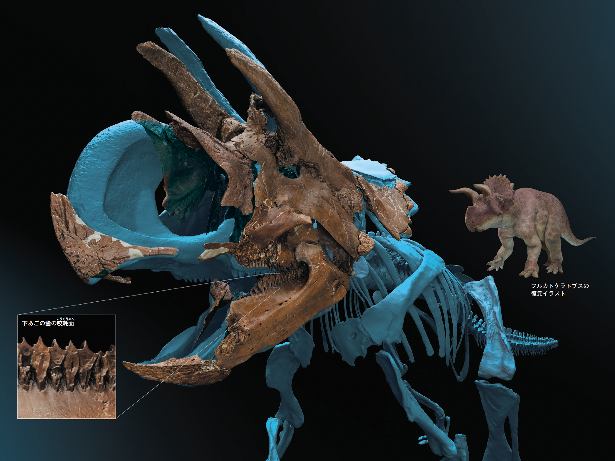 【フルカトケラトプス】新種の角竜類フルカトケラトプスの化石を超高精細3D CGで完全再現