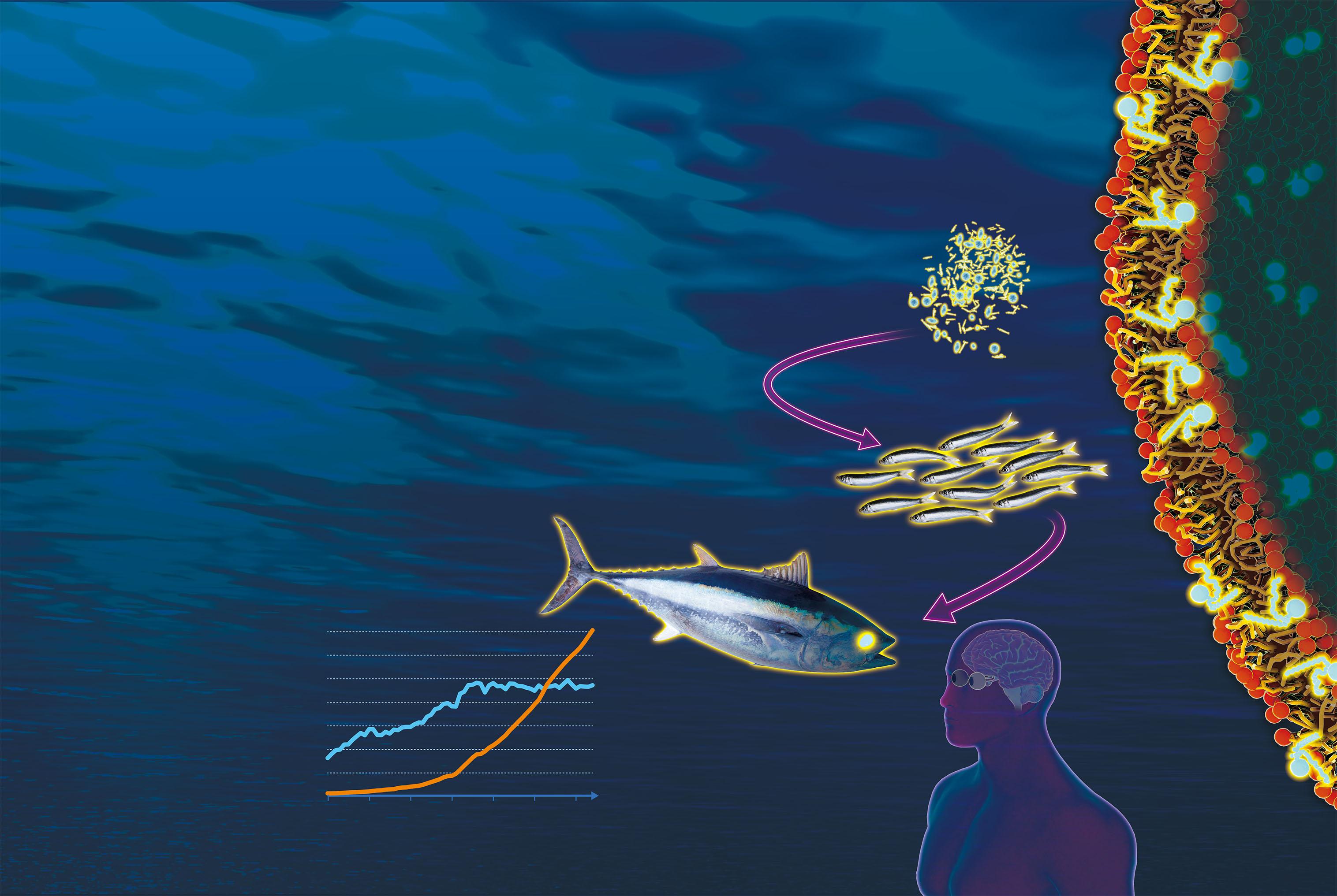 【魚の未来】養殖は人類の食を今も未来も支える。えさや水質汚染は大きな問題