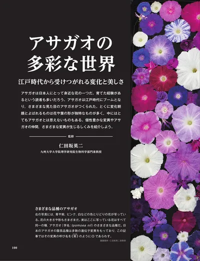 ページ 