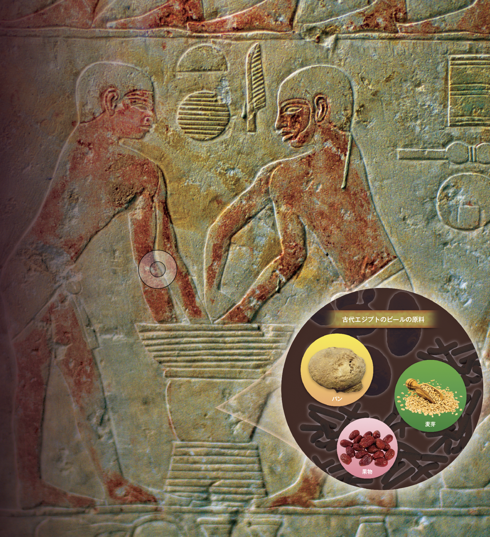 【酵母】古代エジプトでは，ビールはパンを発酵させてつくられた