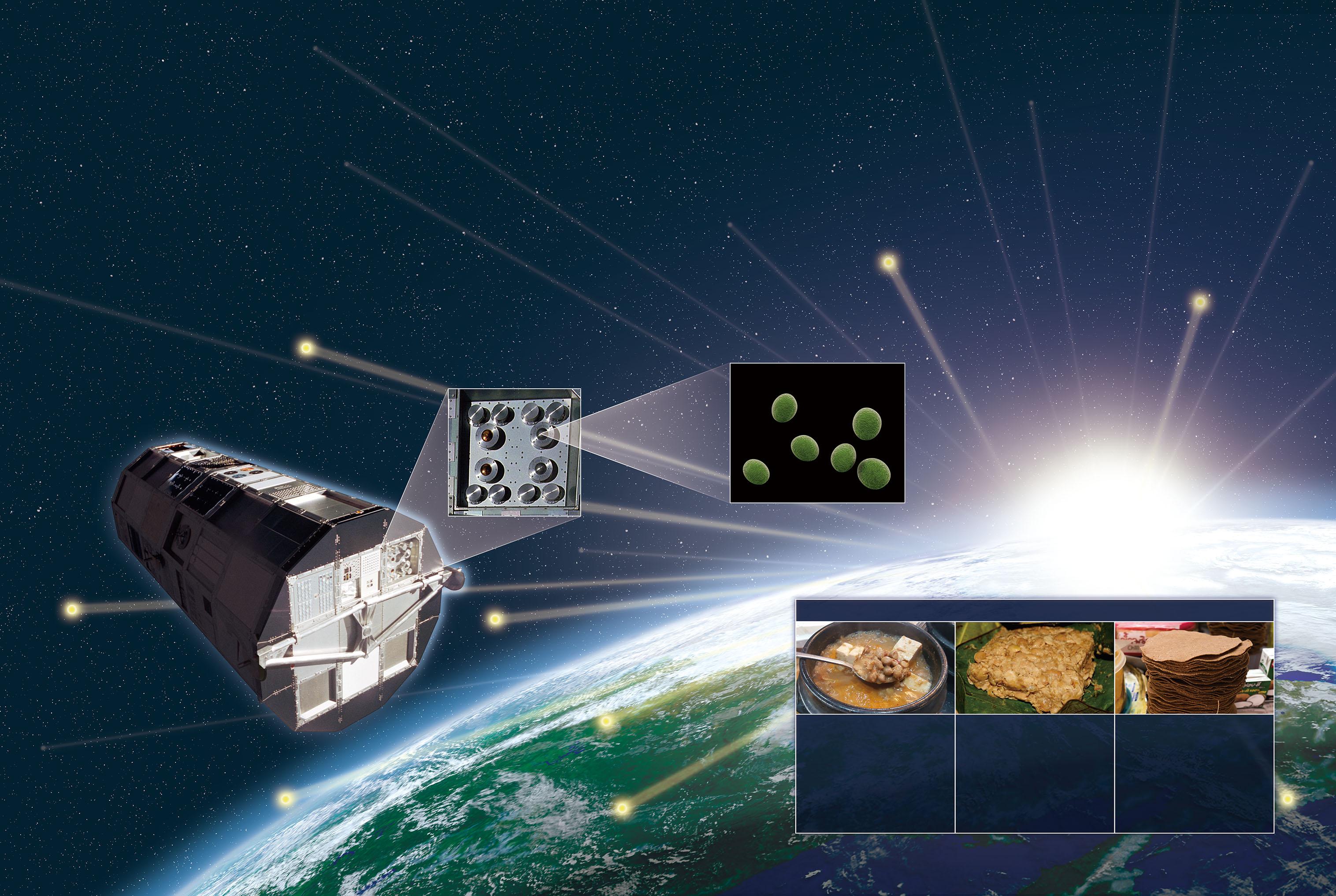 【枯草菌】煮ても宇宙に飛ばしても死なない。納豆菌の驚異の生命力