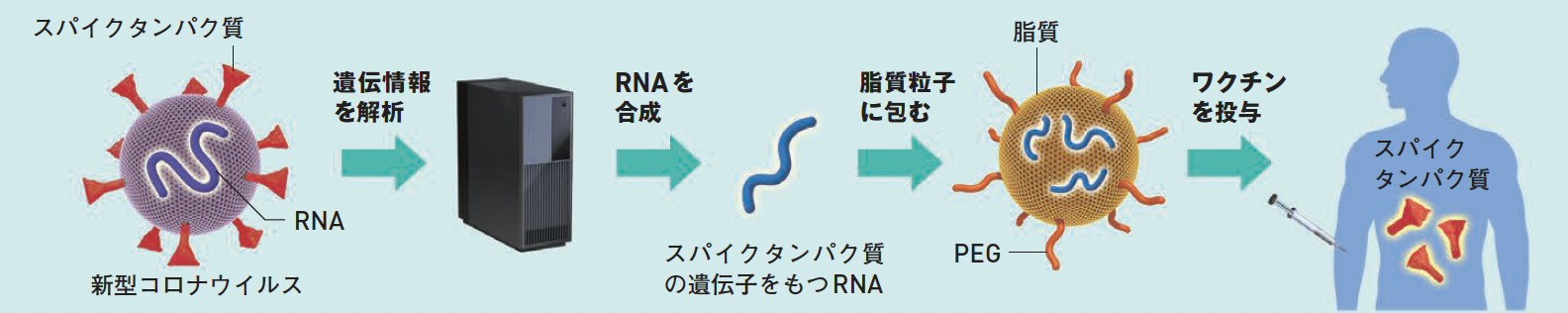 RNAワクチンの作りかた